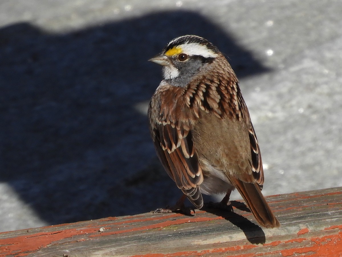 White-throated Sparrow - Bill Lee