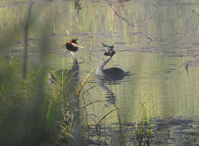 Great Crested Grebe - Marie Tarrant