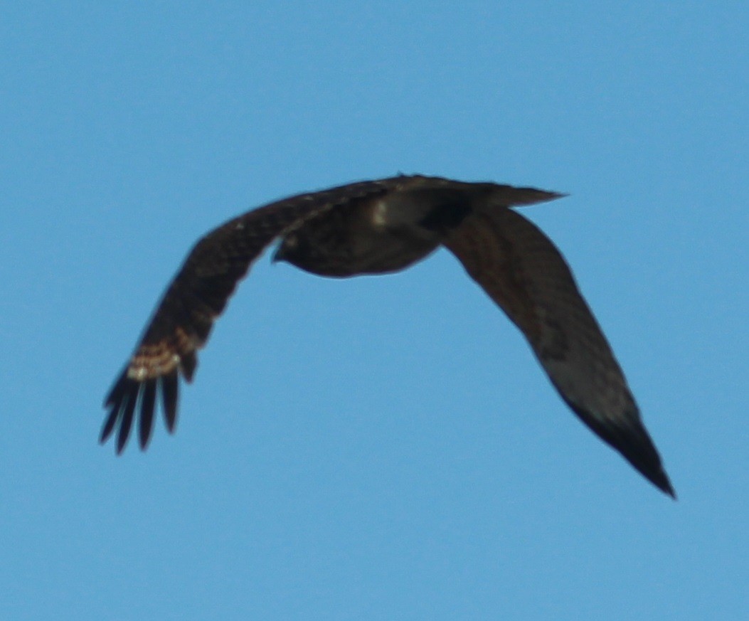 Red-tailed Hawk - ML81960771