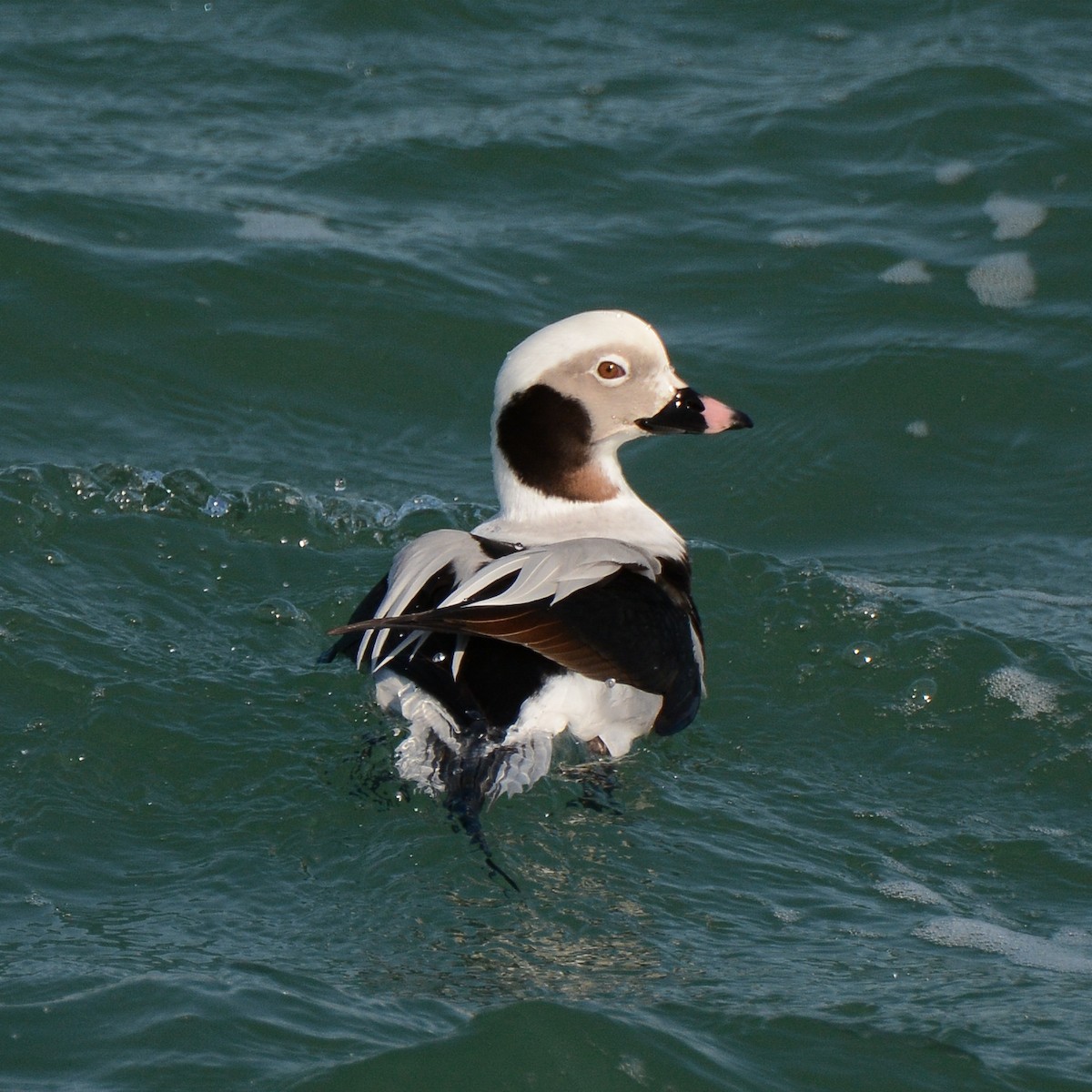 Long-tailed Duck - Keith McCullough