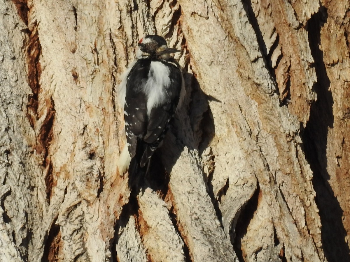 Hairy Woodpecker - ML81962351