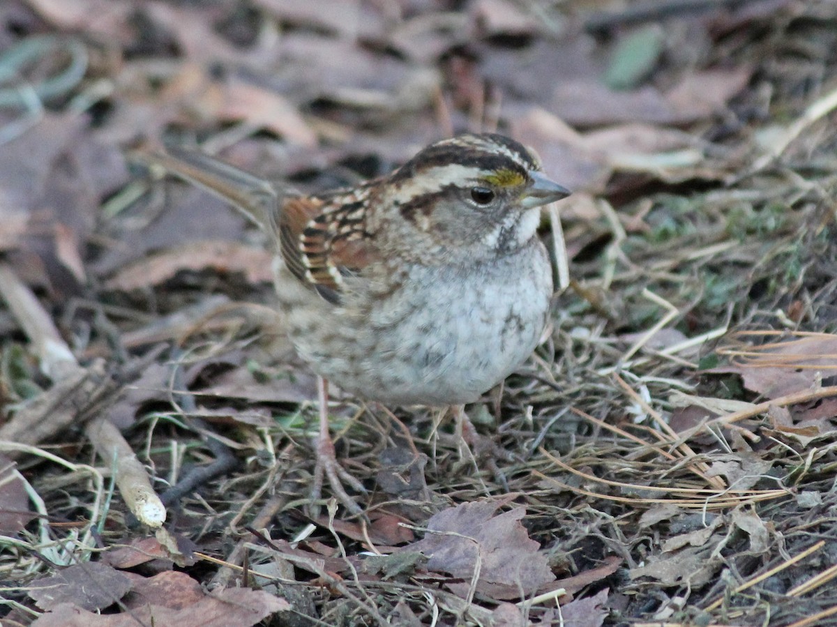White-throated Sparrow - ML81964891