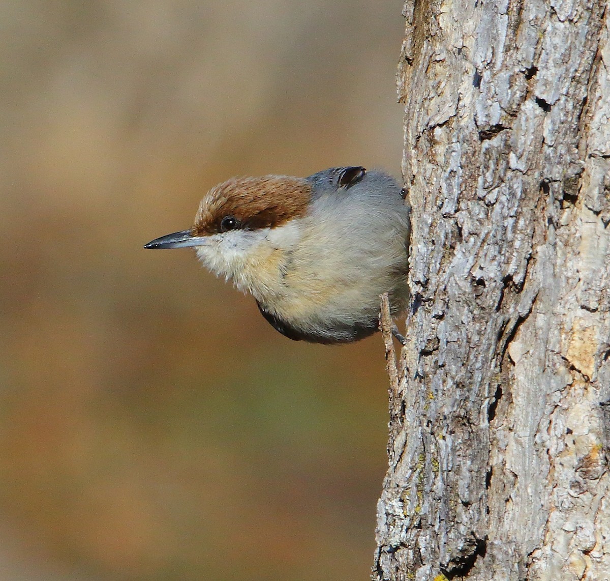 Brown-headed Nuthatch - ML81969741