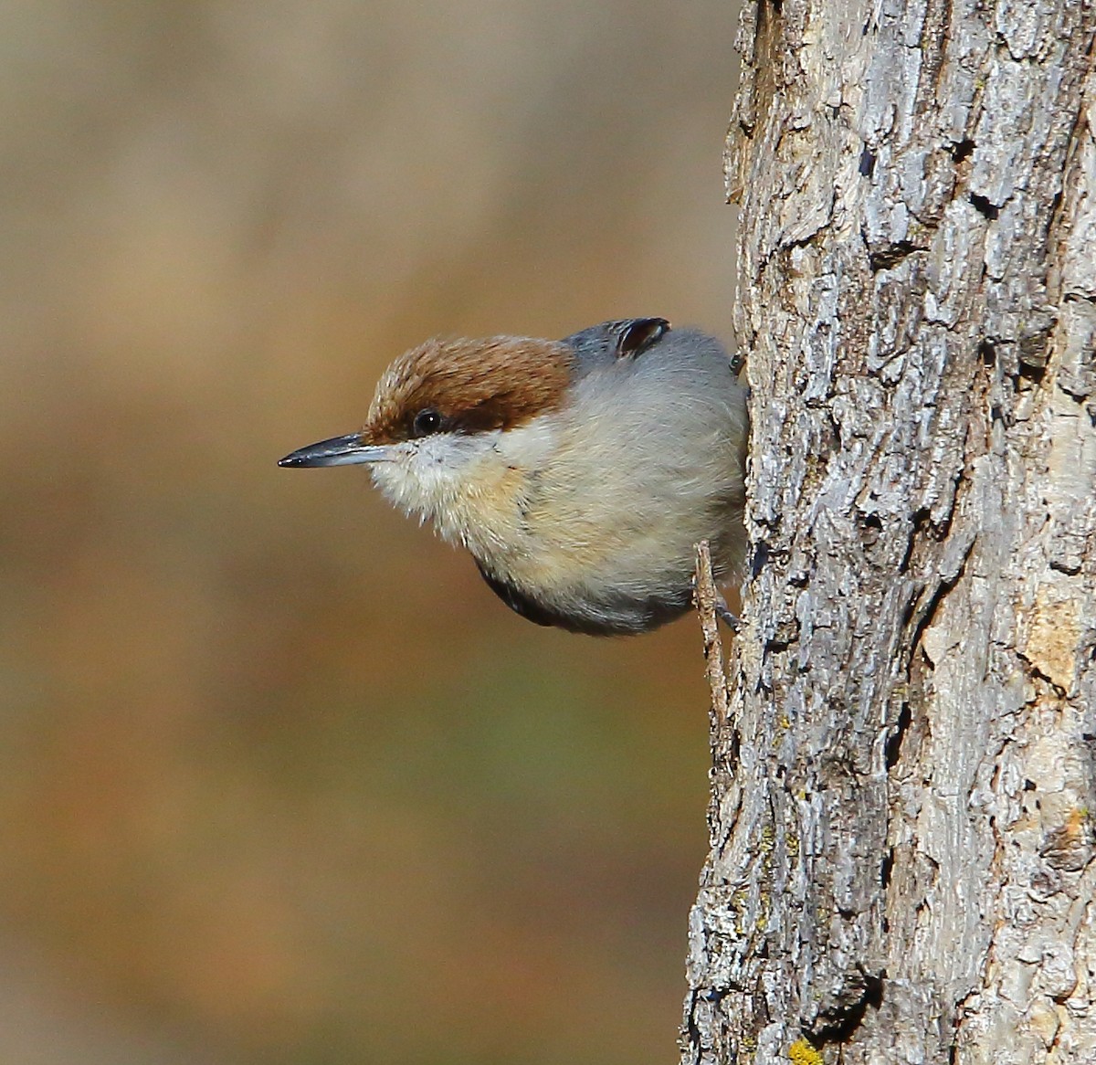 Brown-headed Nuthatch - ML81969751