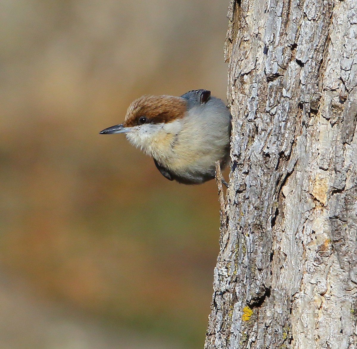 Brown-headed Nuthatch - ML81969761