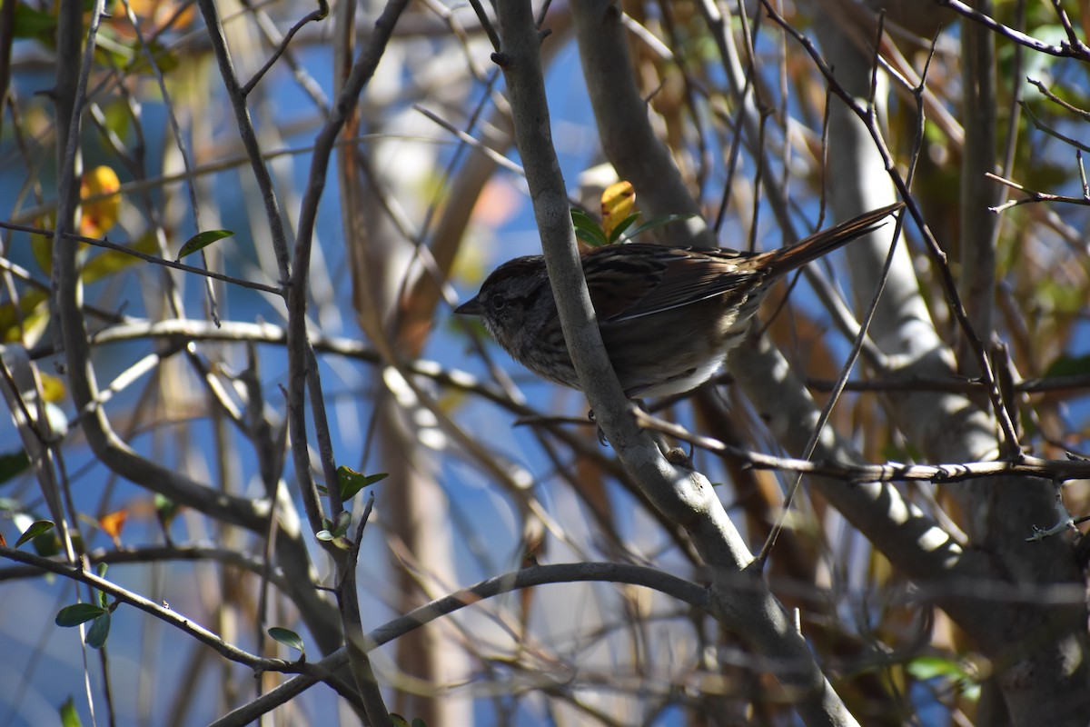Swamp Sparrow - ML81969841