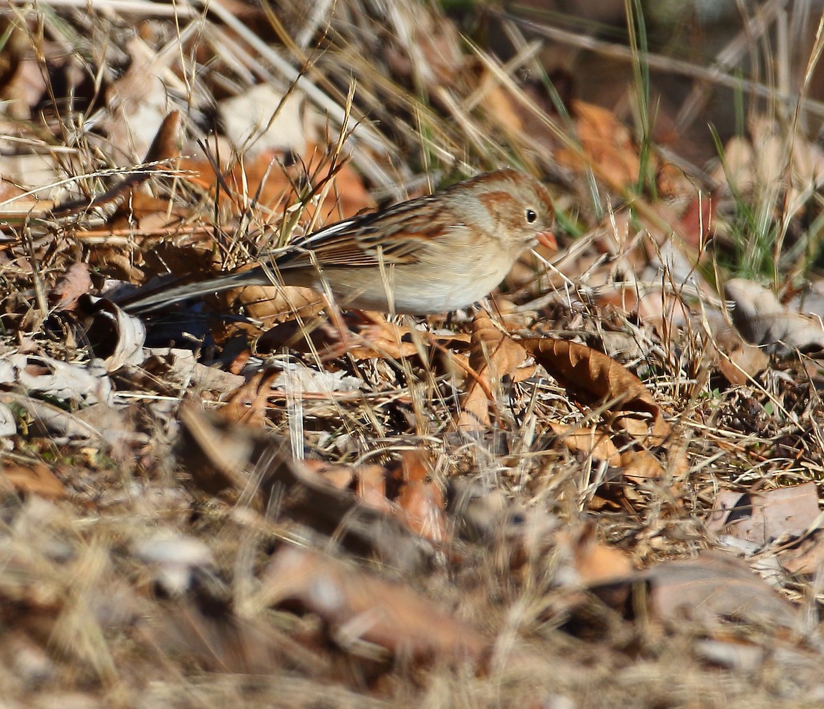 Field Sparrow - ML81970041