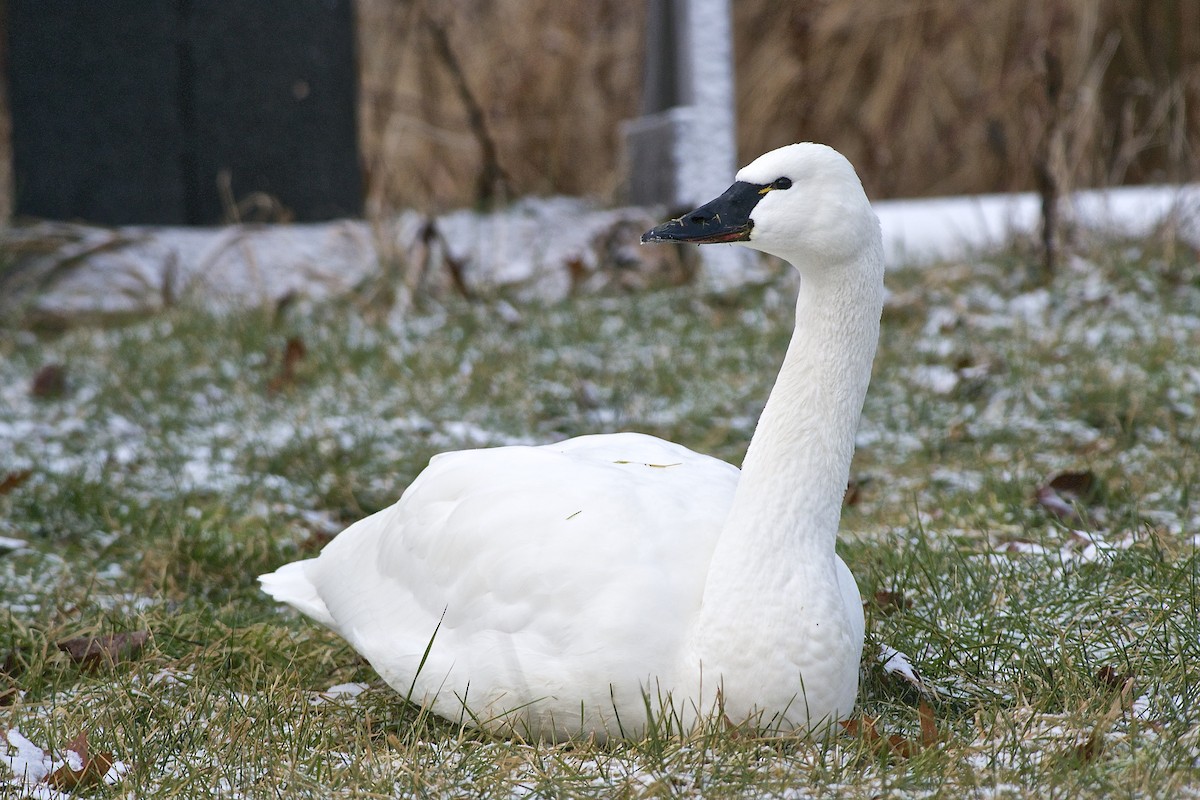 Tundra Swan (Whistling) - ML81970451