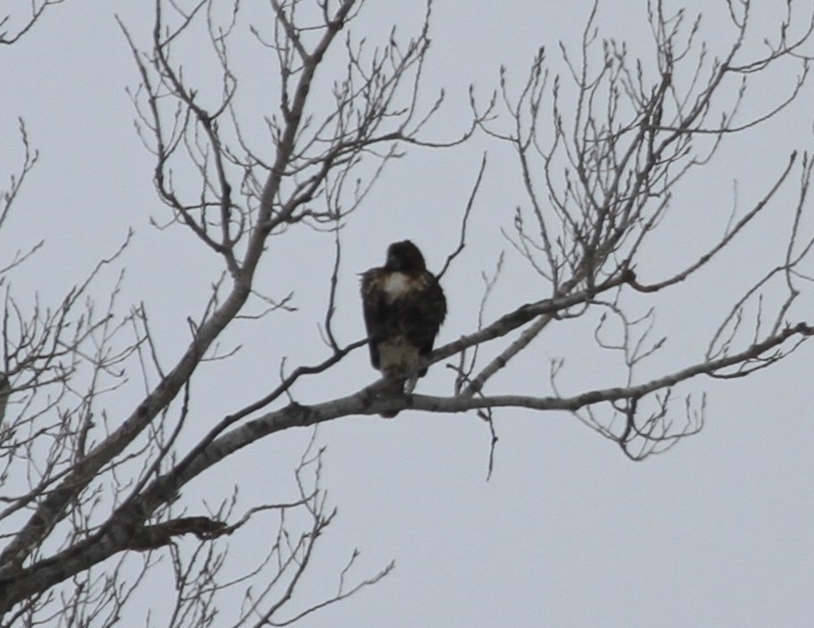 Red-tailed Hawk (abieticola) - Sam Manning