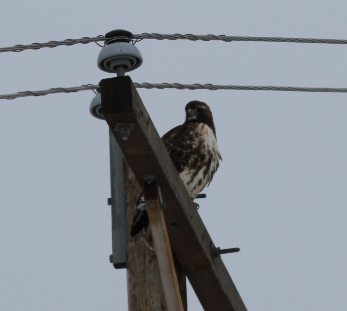 Red-tailed Hawk (abieticola) - Sam Manning