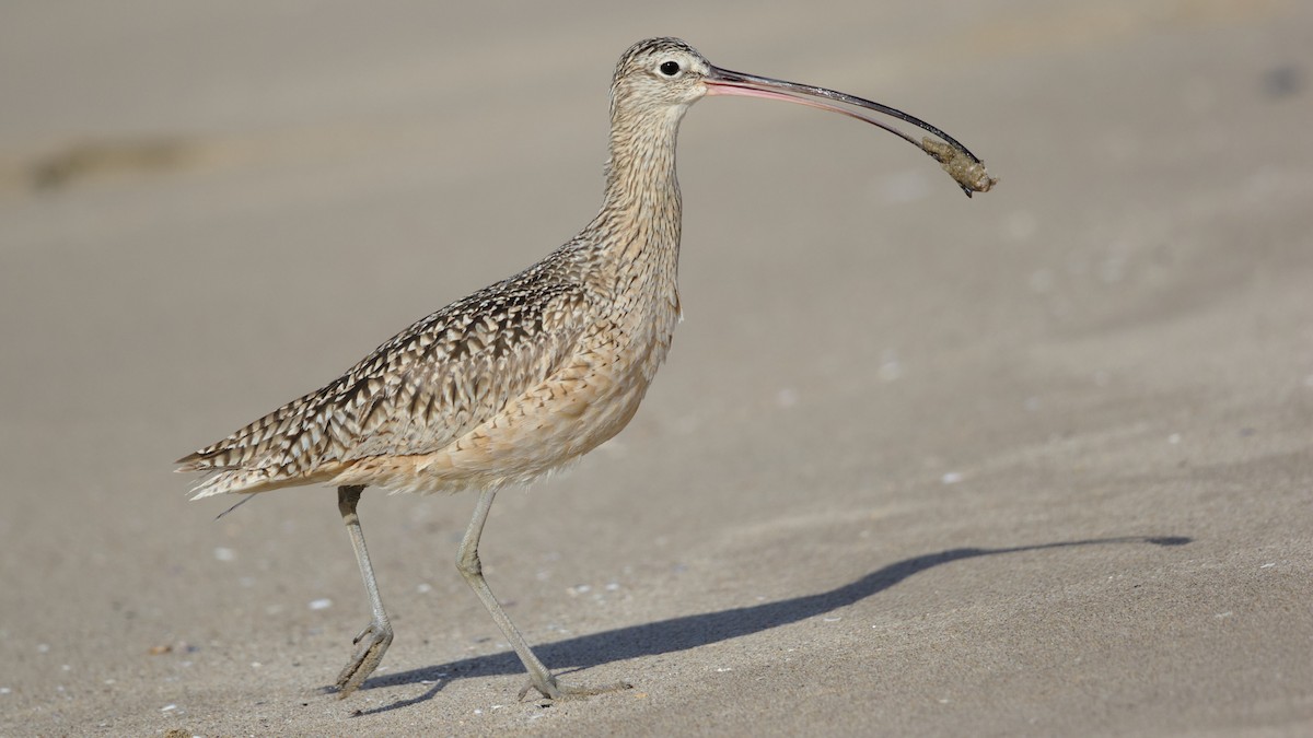 Long-billed Curlew - ML81971181