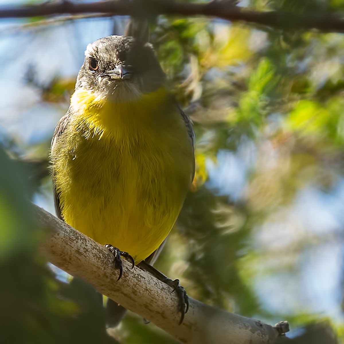 Eastern Yellow Robin - Cedric Bear