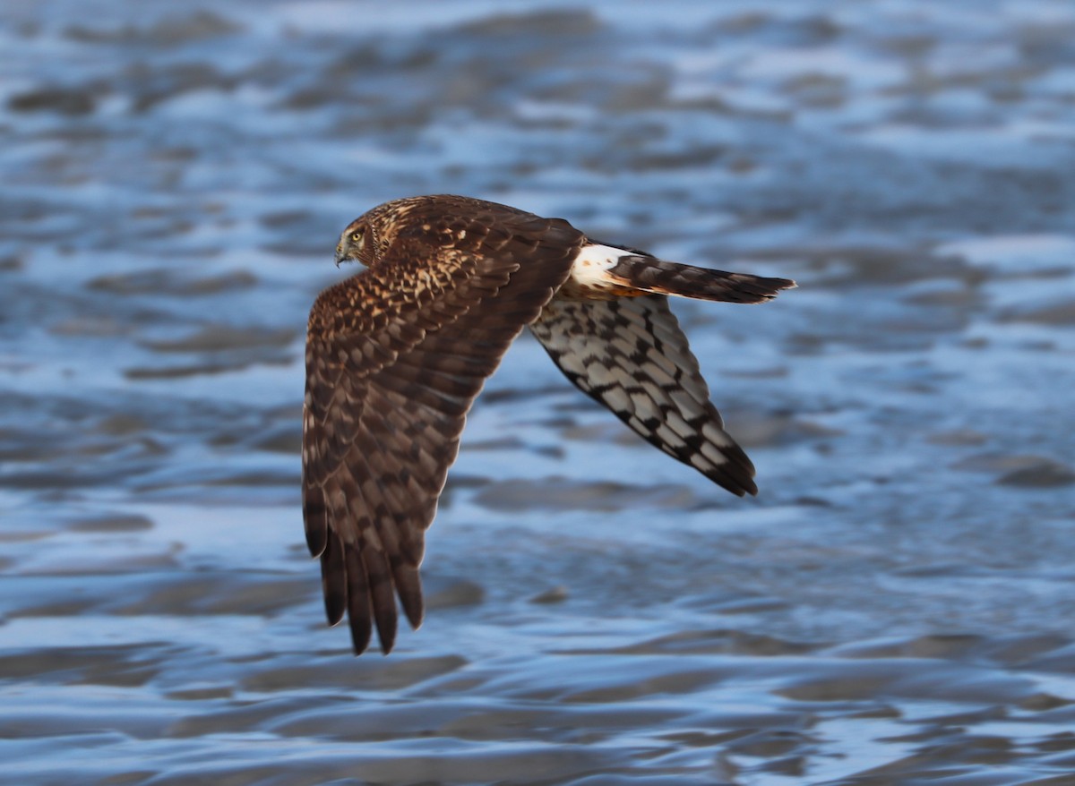 Northern Harrier - Maria Pacheco