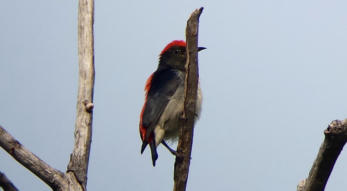 Scarlet-backed Flowerpecker - ML81974171