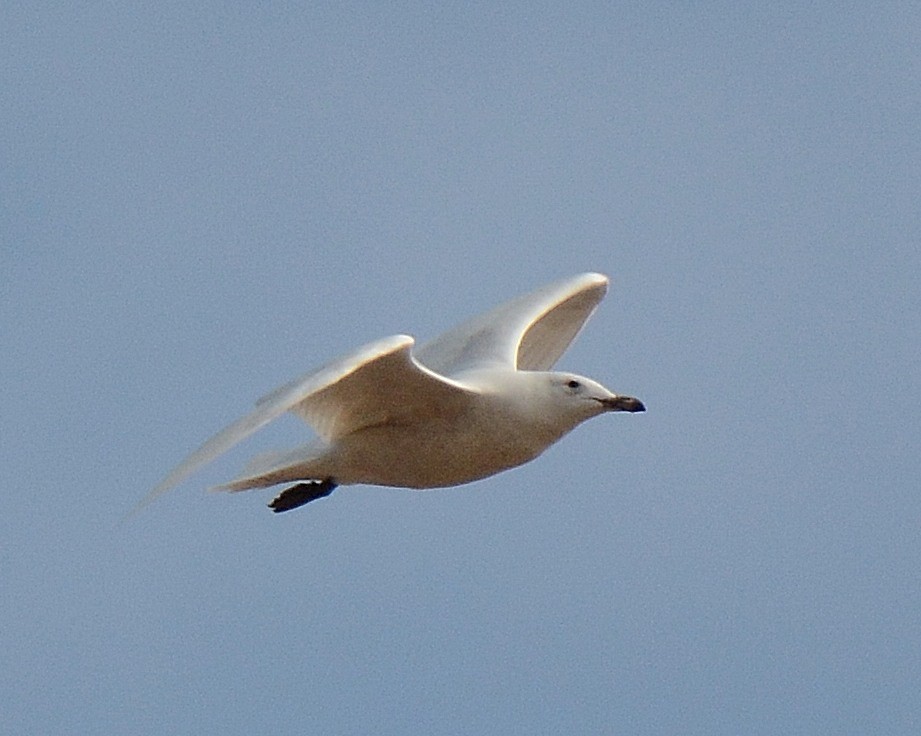 Iceland Gull (kumlieni/glaucoides) - Keith McCullough