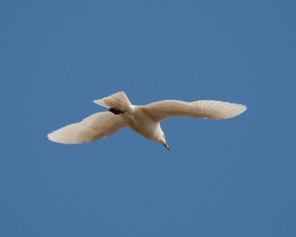 Iceland Gull (kumlieni/glaucoides) - Keith McCullough