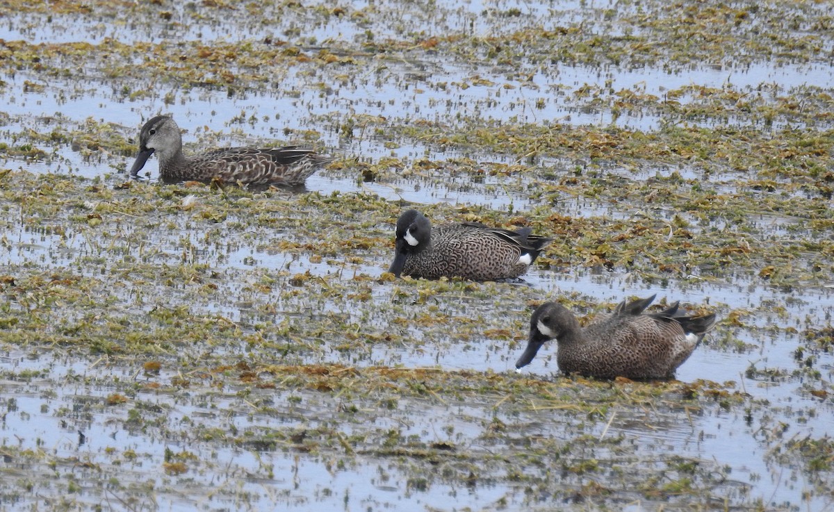 Blue-winged Teal - ML81975451