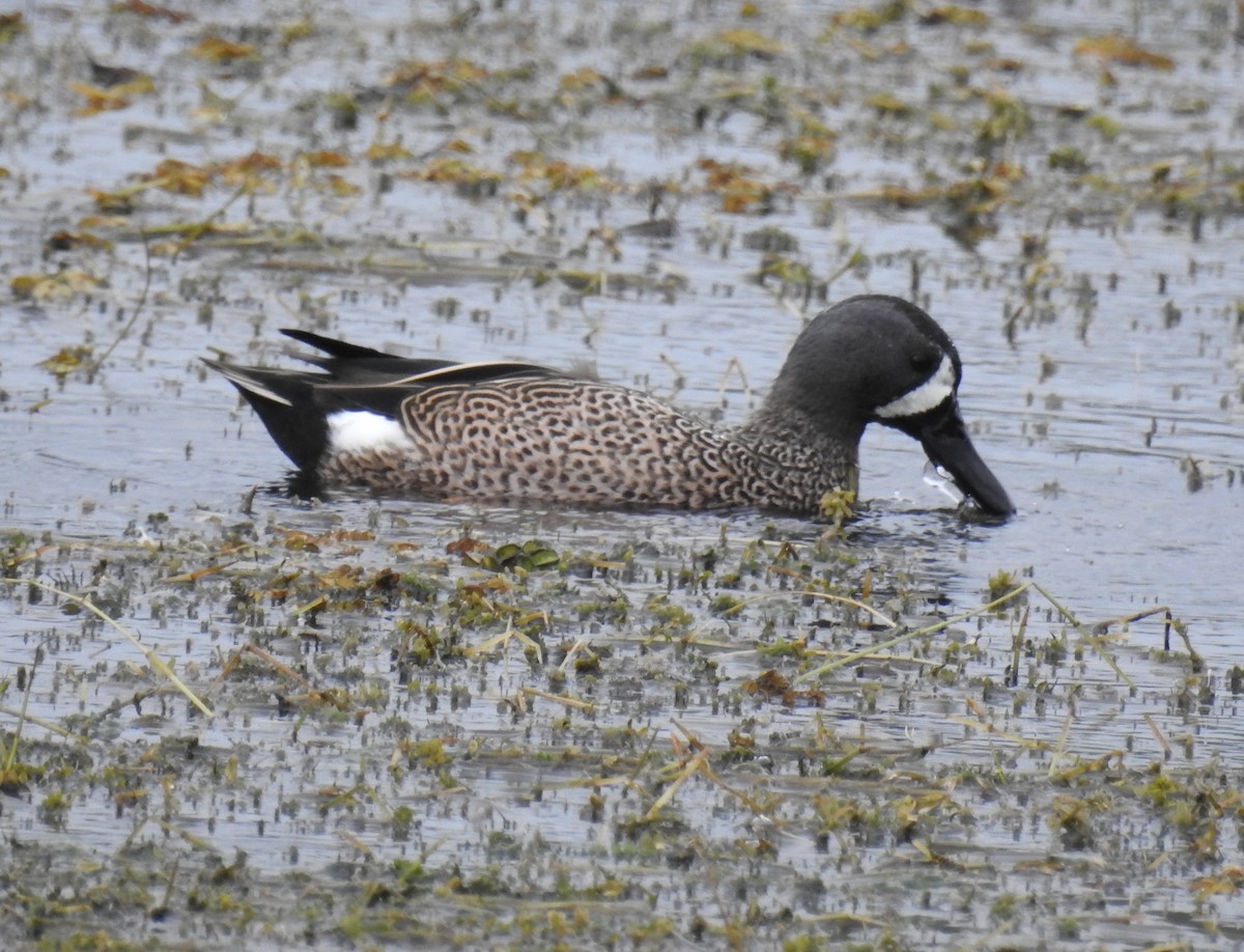 Blue-winged Teal - ML81975521