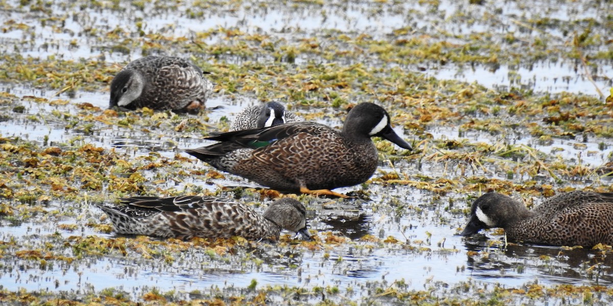 Blue-winged Teal - ML81975671