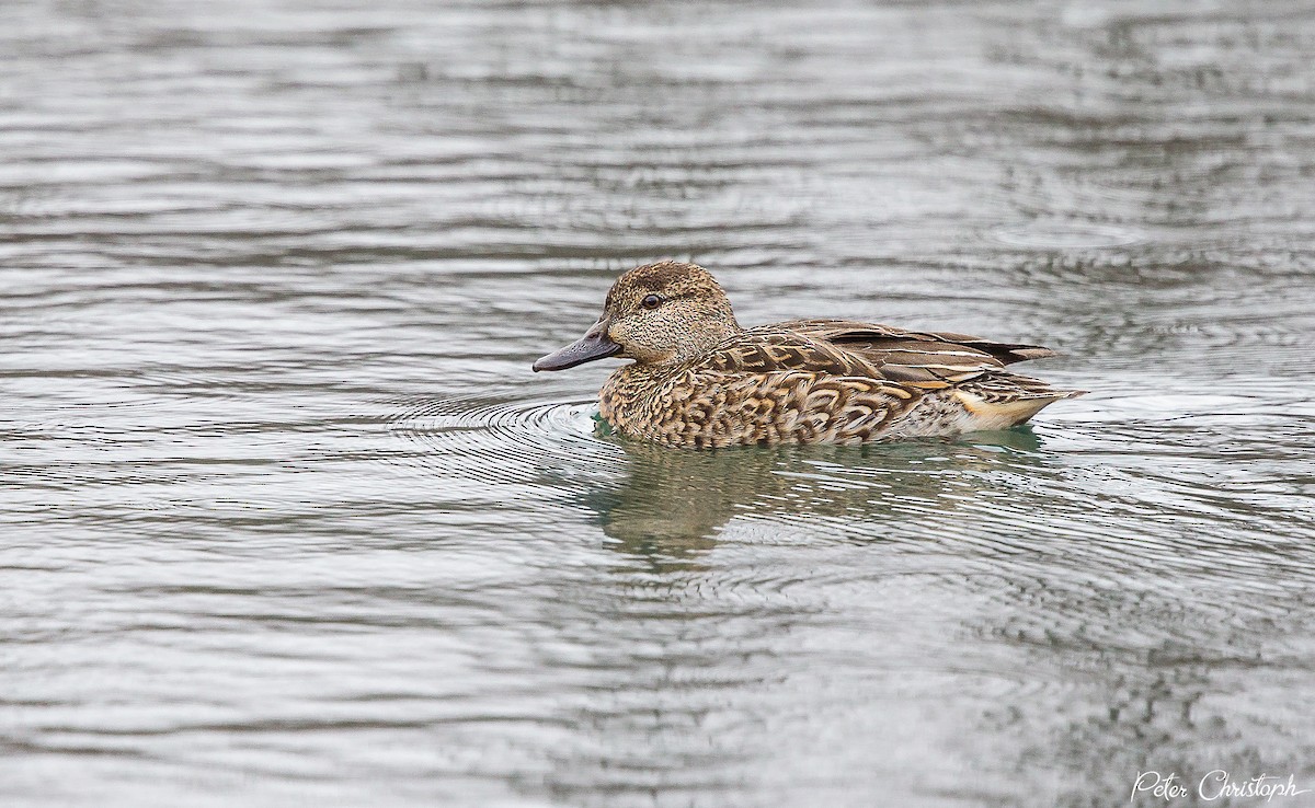 Green-winged Teal (American) - Anonymous