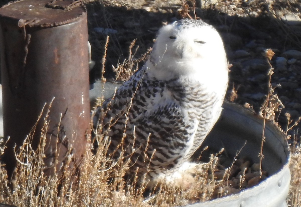 Snowy Owl - ML81977701