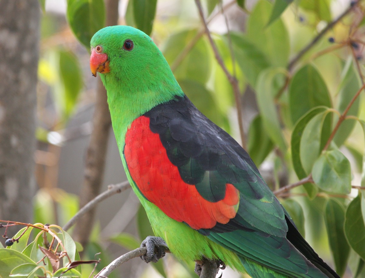 Red-winged Parrot - ML81977911