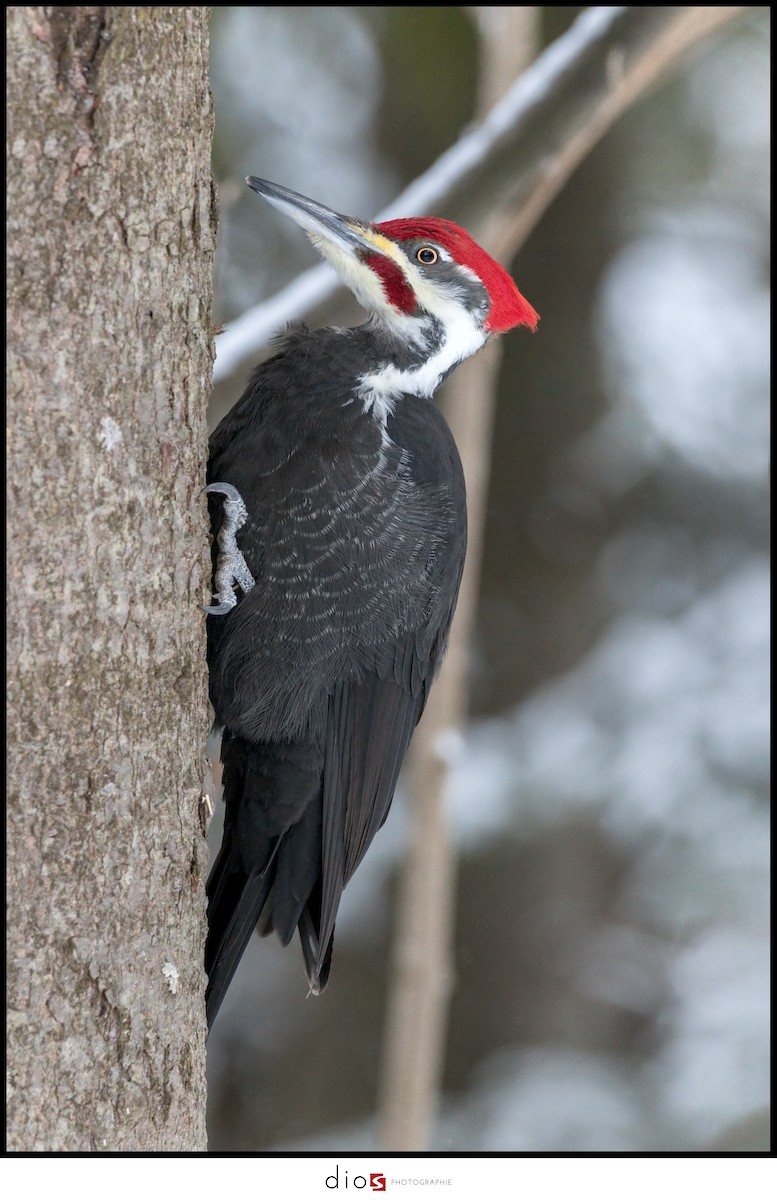 Pileated Woodpecker - Sébastien Dionne