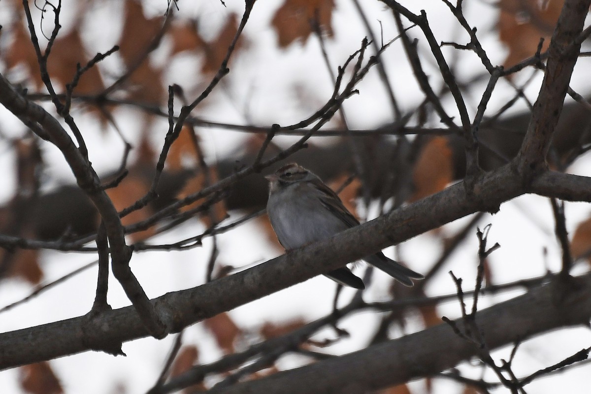 Chipping Sparrow - ML81982371