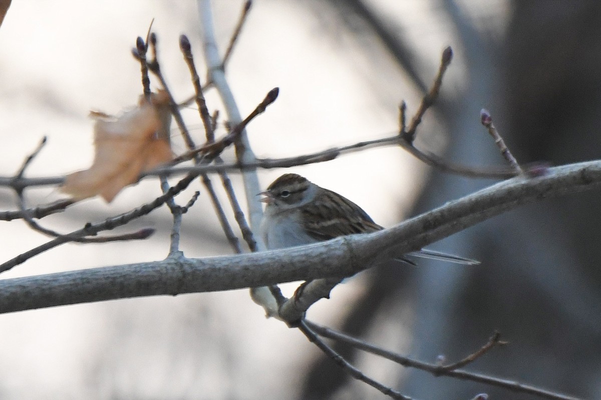 Chipping Sparrow - ML81982391