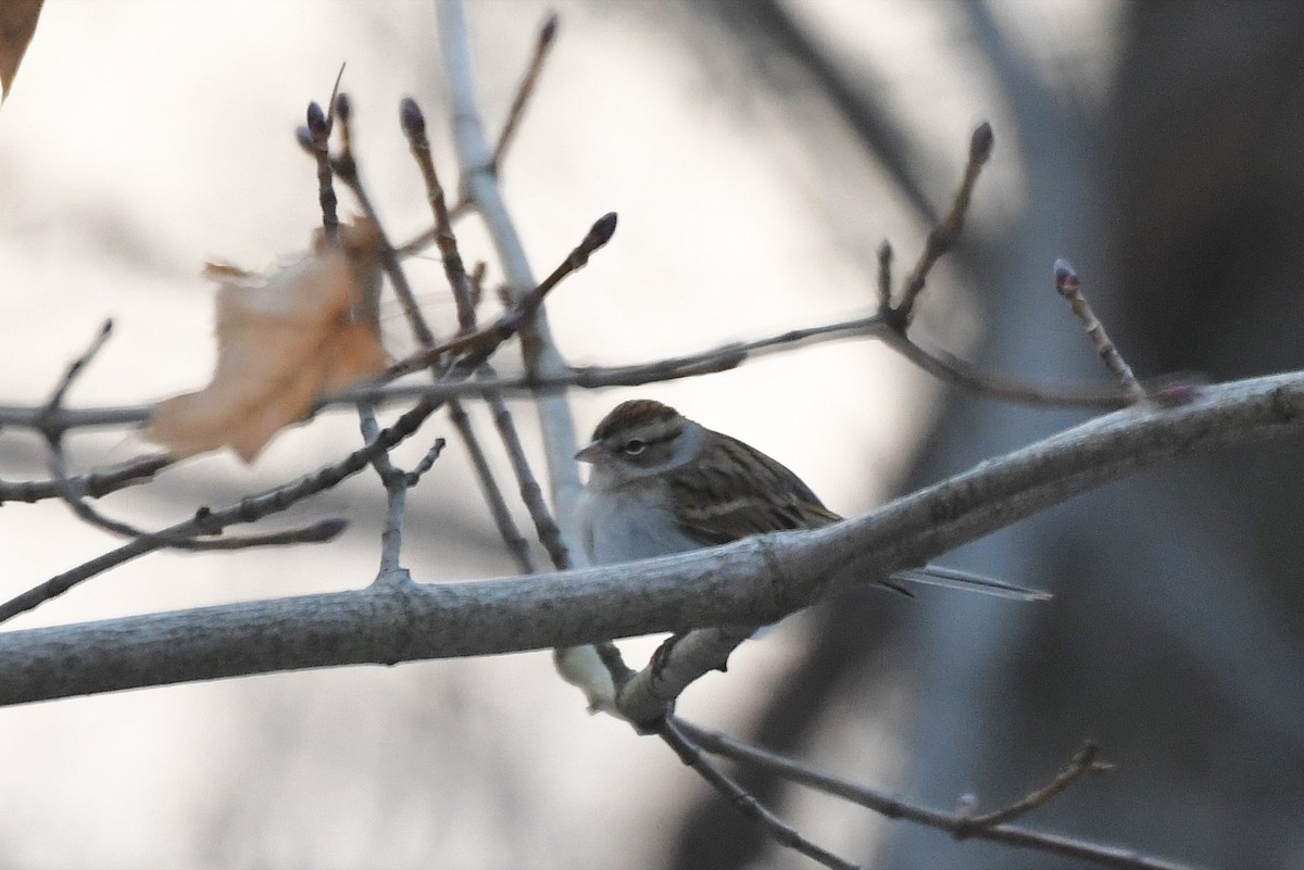 Chipping Sparrow - ML81982411