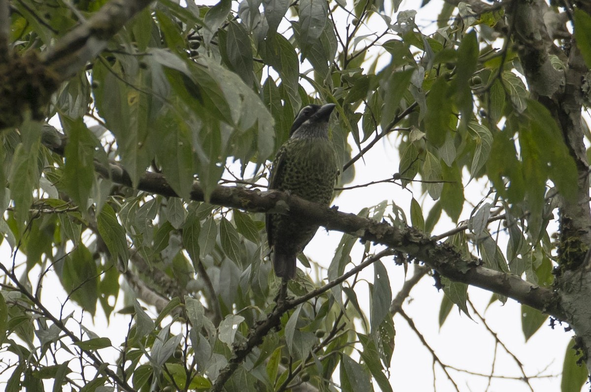 Hairy-breasted Barbet - ML81984661