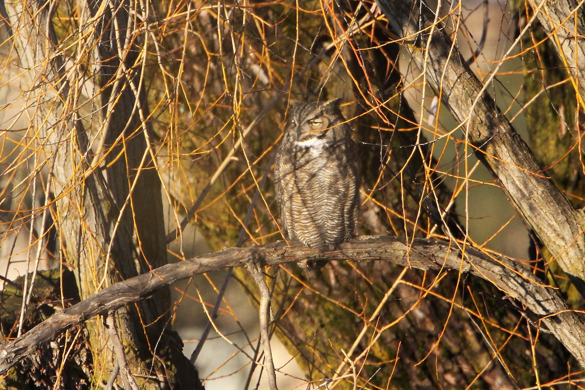 Great Horned Owl - ML81989901