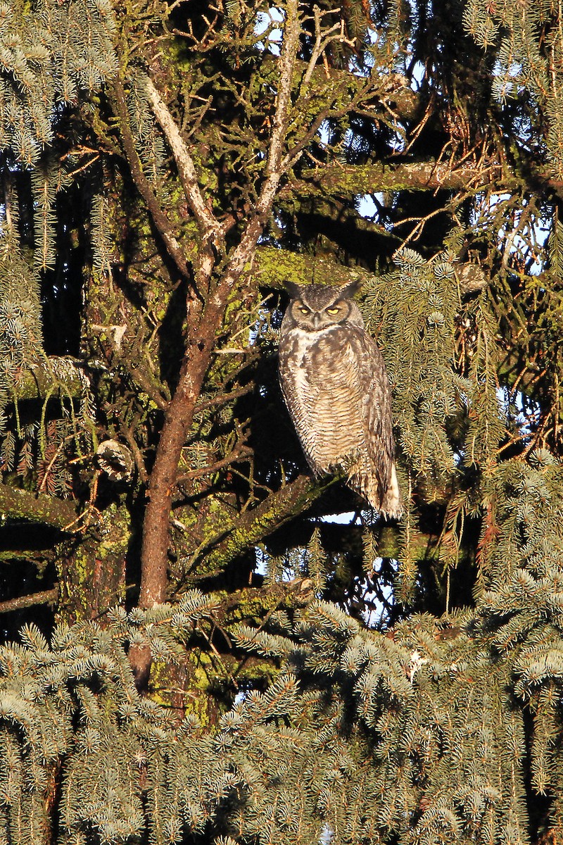 Great Horned Owl - ML81990111