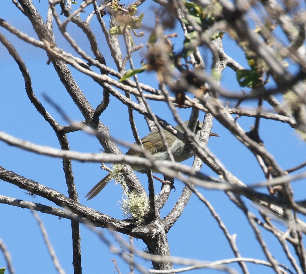 Japanese Bush Warbler - Don Coons