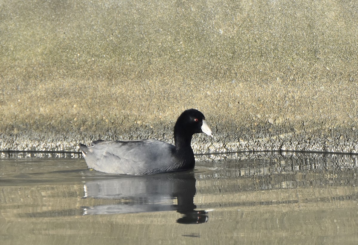 American Coot (Red-shielded) - ML81990891
