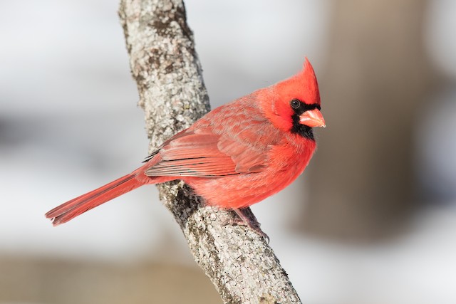 Definitive Basic male Northern Cardinal. - Northern Cardinal - 