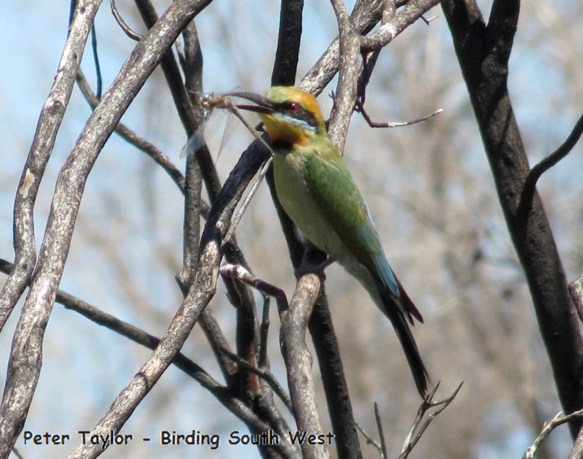 Rainbow Bee-eater - Peter Taylor (ex Birding SW)