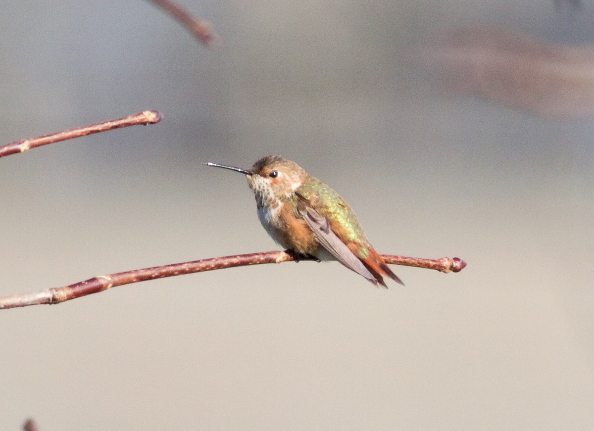 Rufous Hummingbird - ML81993441