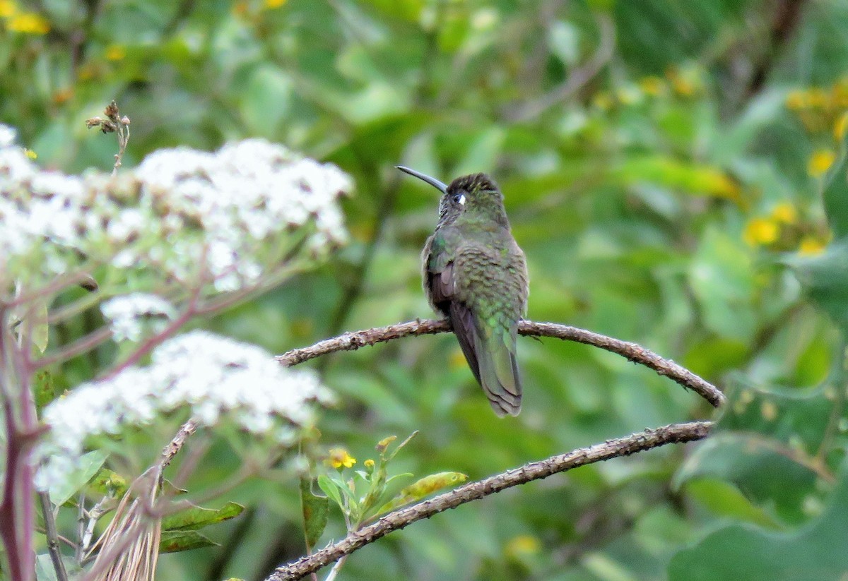 Rivoli's Hummingbird - Oliver  Komar