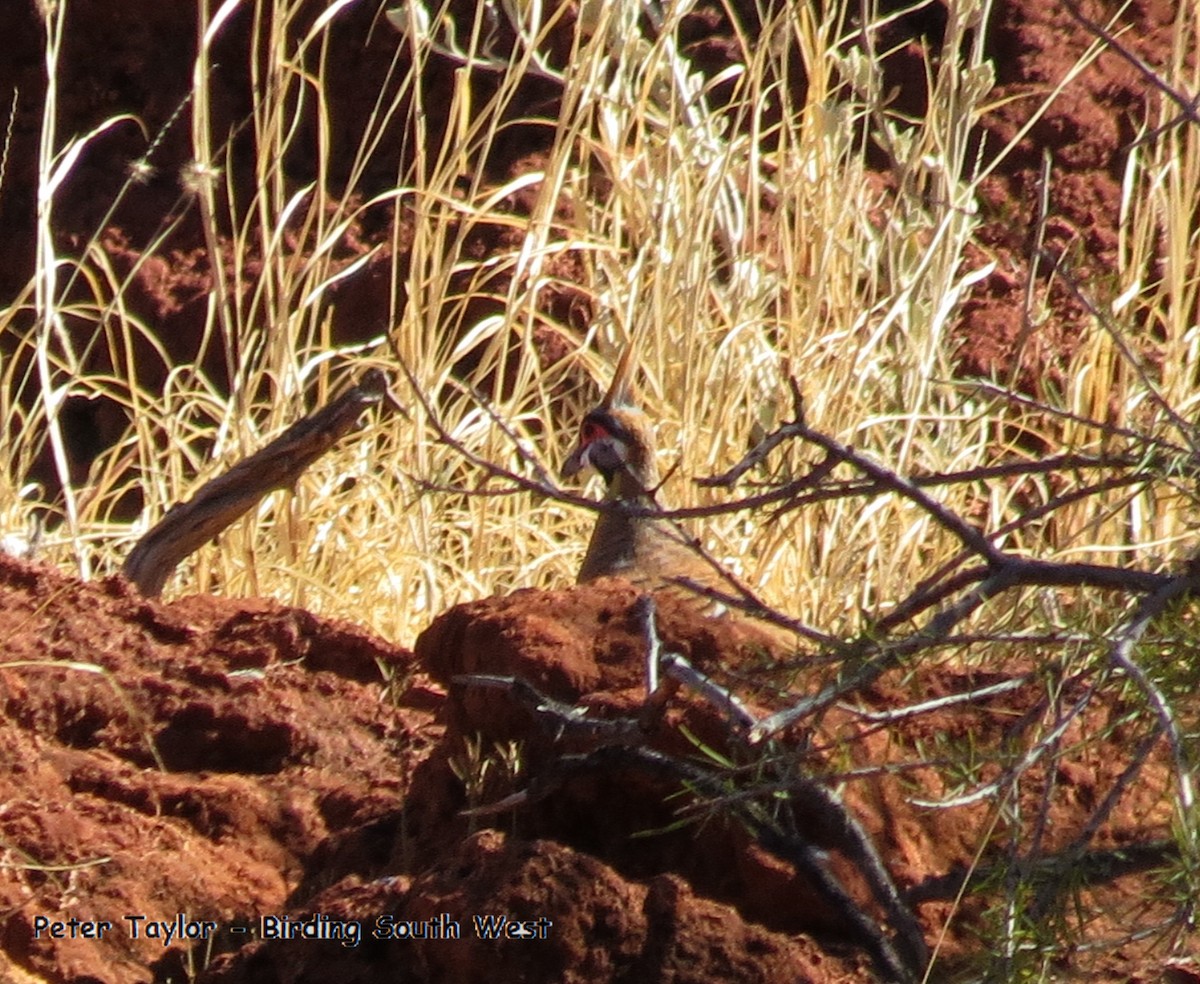 Spinifex Pigeon - ML81994551