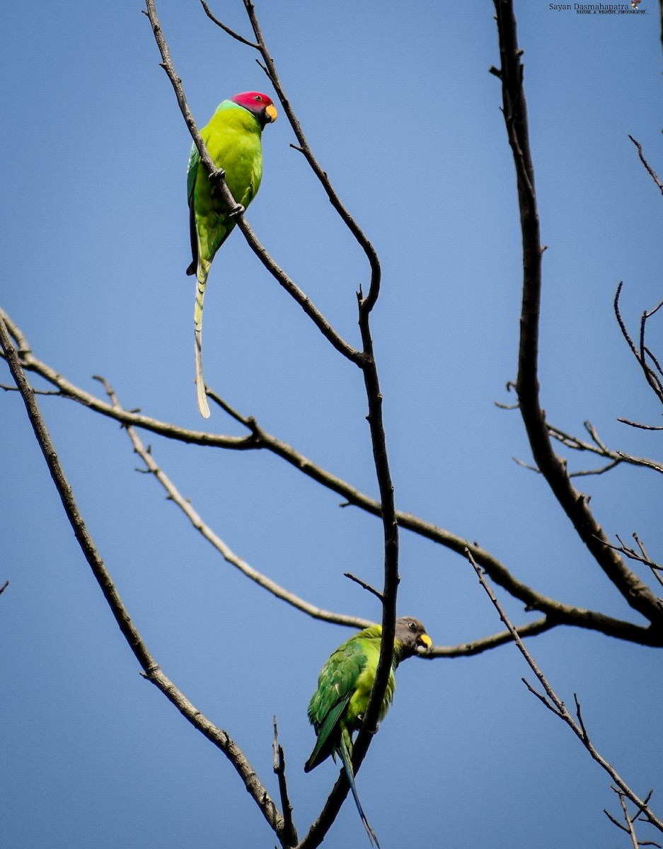 Plum-headed Parakeet - Sayan Dasmahapatra