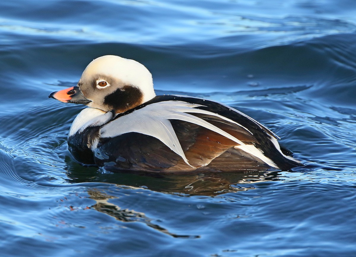 Long-tailed Duck - Kenneth Trease