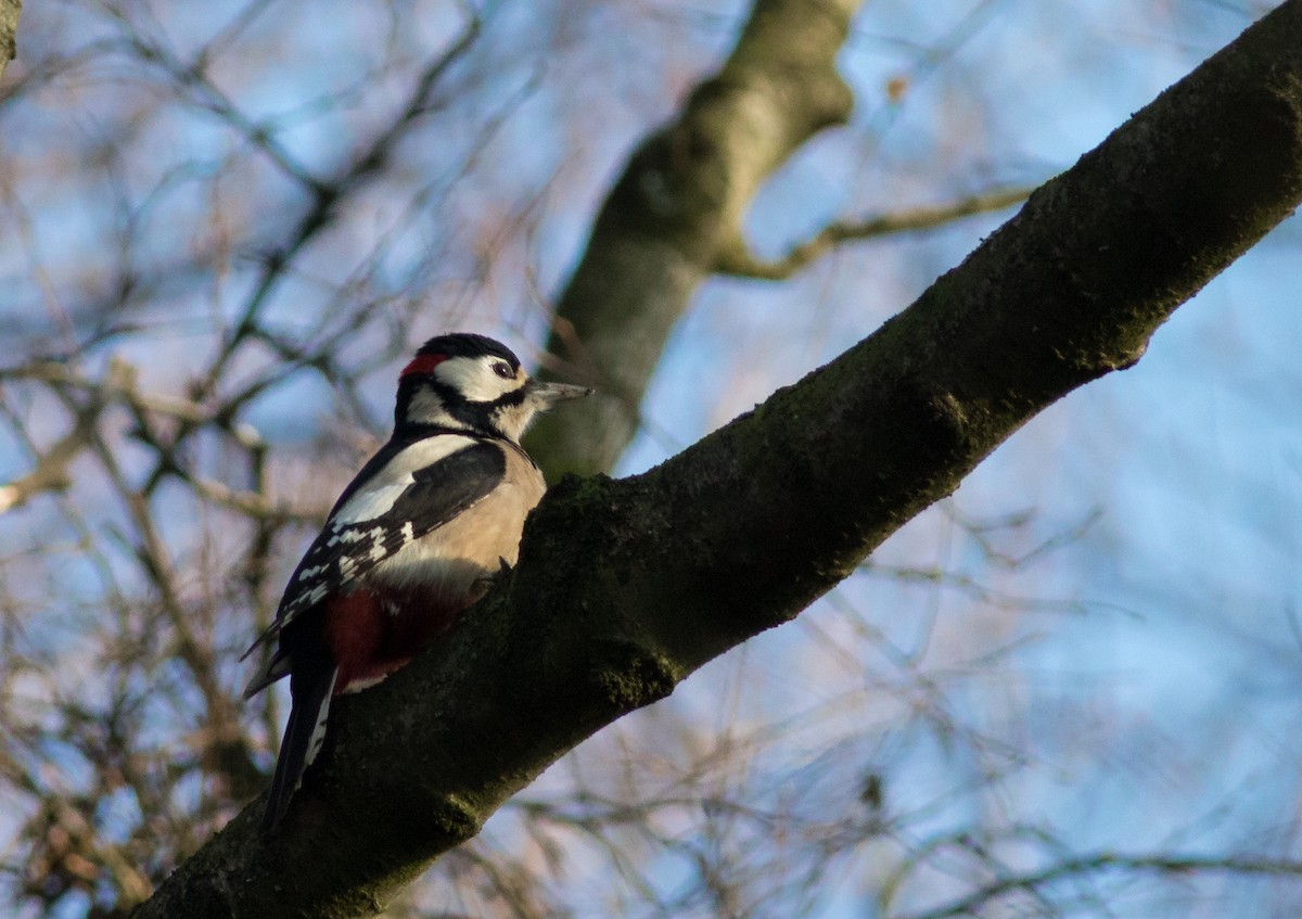 Great Spotted Woodpecker - ML82000351
