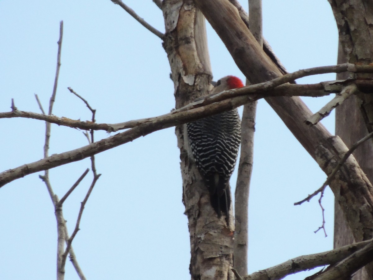 Yucatan Woodpecker - ML82000651