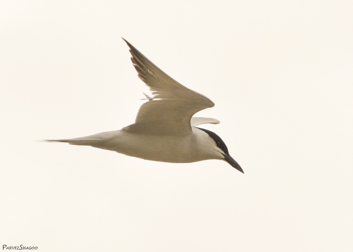 Common Tern - Parvez Shagoo