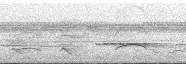 Flügelspiegel-Breitschnabeltyrann (obscuriceps) - ML82003
