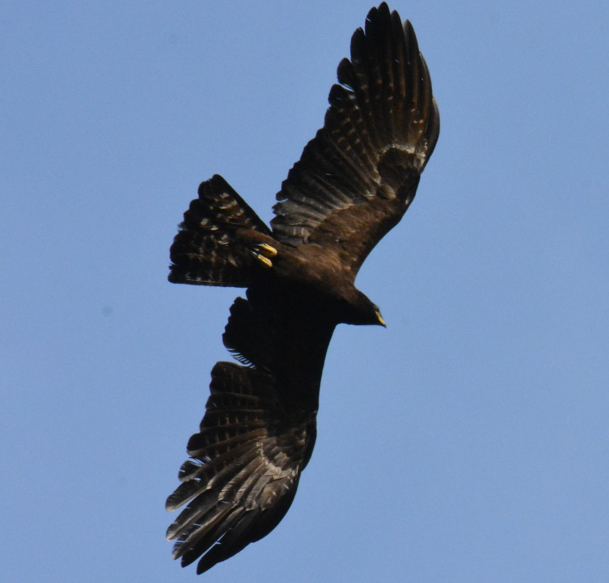 Black Eagle - Ashish Jha