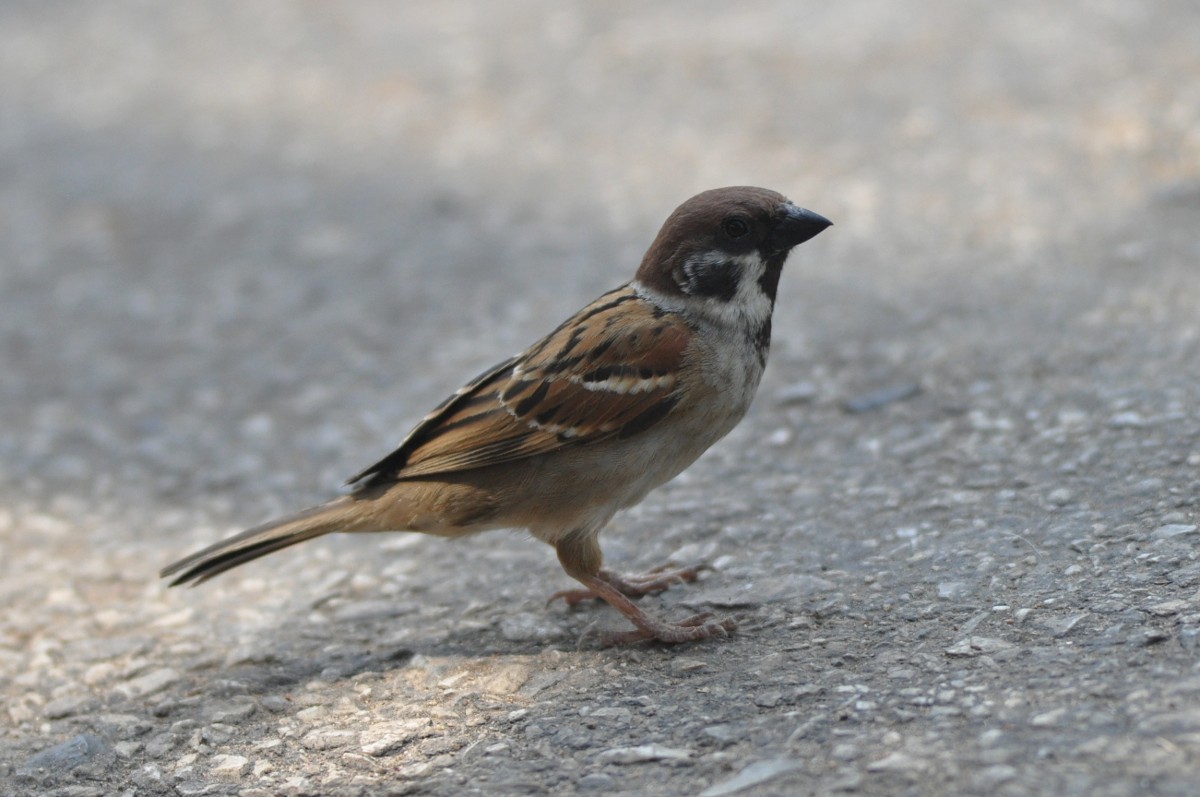 Eurasian Tree Sparrow - ML82003771