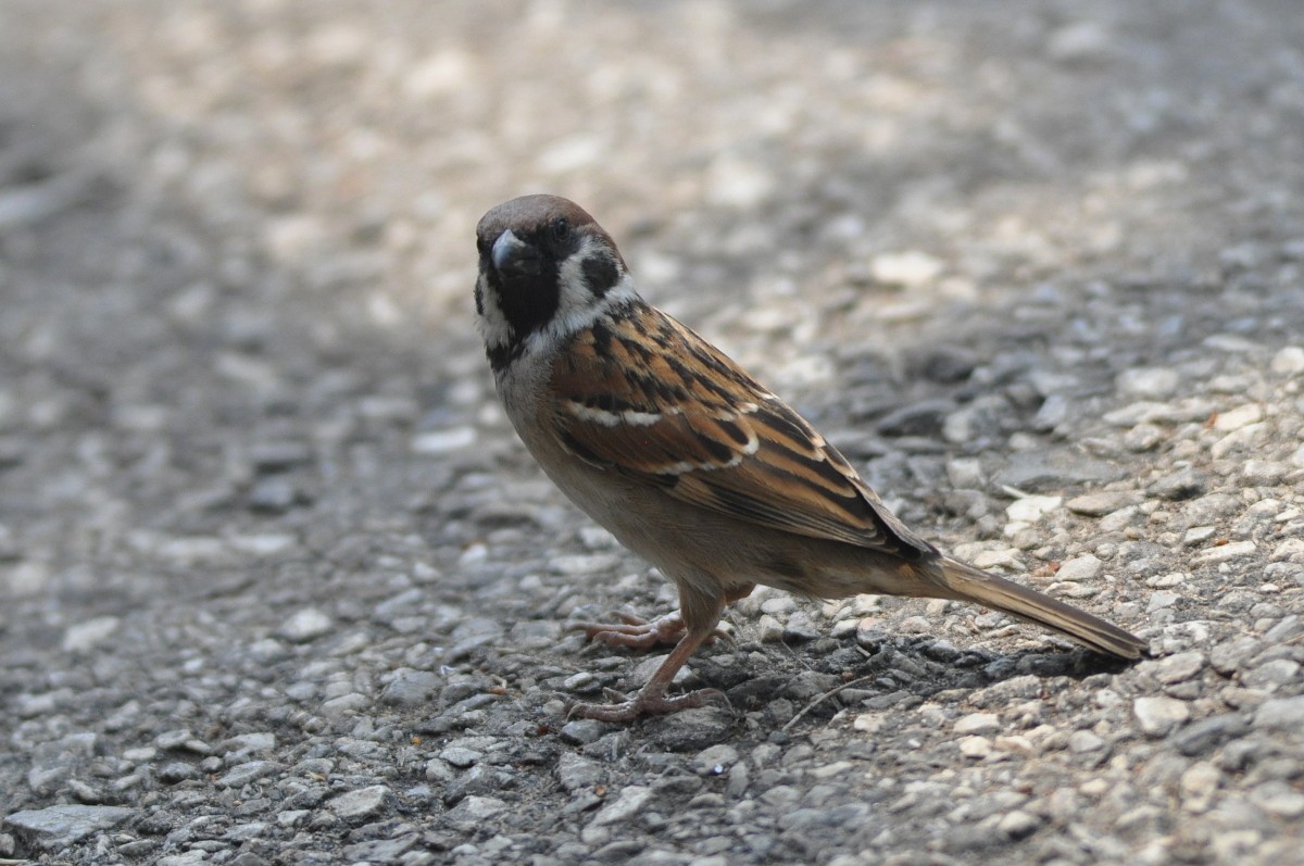 Eurasian Tree Sparrow - ML82003781
