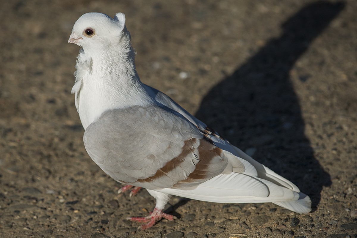 Pigeon biset (forme domestique) - ML82005041